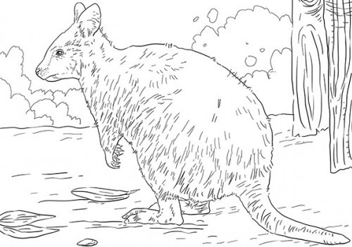 Pukkanó Quokka